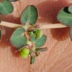 Euphorbia serpens Φύλλο