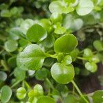 Crassula spathulataLeaf