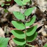 Lathyrus niger Hoja