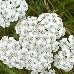 Achillea nobilisFlower