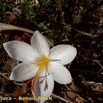 Crocus cancellatus অভ্যাস