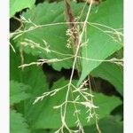 Agrostis stolonifera Blad