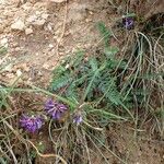 Oxytropis jacquinii Hábito