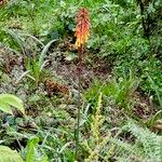 Kniphofia thomsoniiHabitus