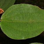 Miconia granatensis Leaf