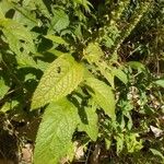 Teucrium canadense Blatt