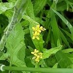 Sisymbrium officinale Leaf