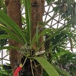 Anthurium bakeri Habit