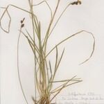 Carex hostiana आदत