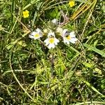 Euphrasia officinalisFlower