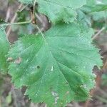 Crataegus submollisList