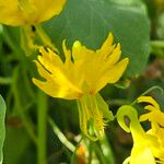 Tropaeolum peregrinum