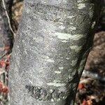 Euclea natalensis Ŝelo