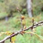 Prunus rufa Habit
