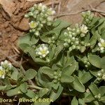 Polycarpon polycarpoides Libunga
