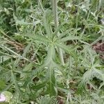 Malva alcea Leaf