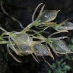 Rhipidoglossum pendulum Flower