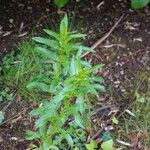 Epilobium tetragonum Habitus