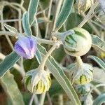 Solanum elaeagnifolium Floare