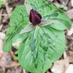 Trillium sessile Alkat (teljes növény)