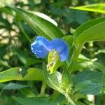 Commelina communis Blomst