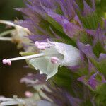 Agastache urticifolia Цветок