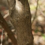 Combretum constrictum 樹皮
