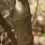 Combretum constrictum Bark