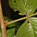 Dendropanax arboreus Blad