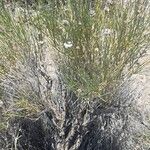 Junellia spathulata Συνήθη χαρακτηριστικά