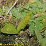 Ophioglossum lusitanicum Хабит