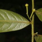 Guatteria tomentosa Frunză