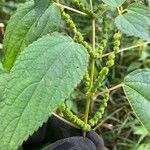 Boehmeria cylindrica Плід