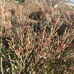 Salicornia perennis Blatt