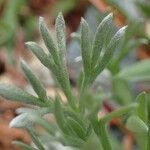 Artemisia umbelliformis Blad