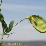 Lathyrus amphicarpos Fruit