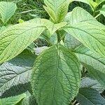 Hydrangea febrifuga Blad