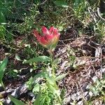 Castilleja miniata ফুল