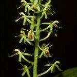 Liparis latifolia Λουλούδι