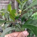 Solanum diphyllum Flor