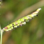 Urochloa eminii Frukt