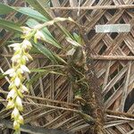 Bulbophyllum occlusum Blomst
