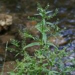 Veronica anagalloides Elinympäristö