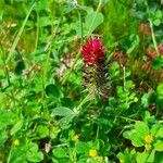 Trifolium incarnatumപുഷ്പം