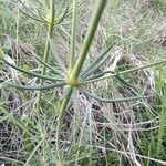 Galium glaucum Feuille