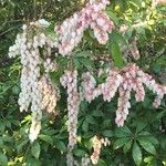 Pieris japonica 整株植物