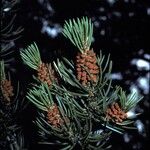 Pinus edulis Fruit