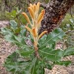 Banksia serrataBlad