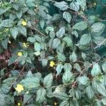 Pavonia sepium Цветок