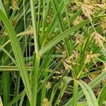 Cyperus longus Leaf